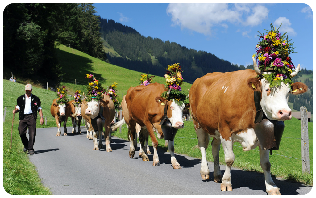 Swiss Cows